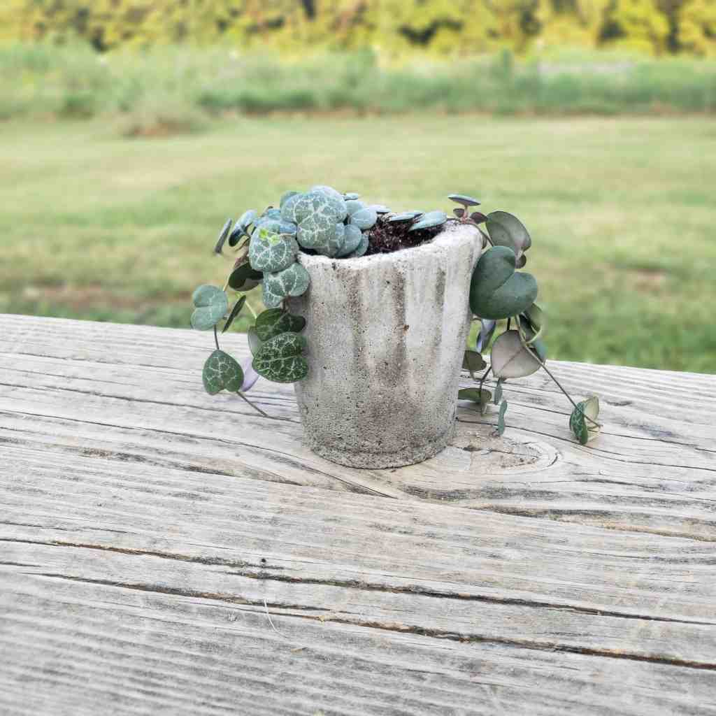 Cement Planter DIY: How to Make your Own