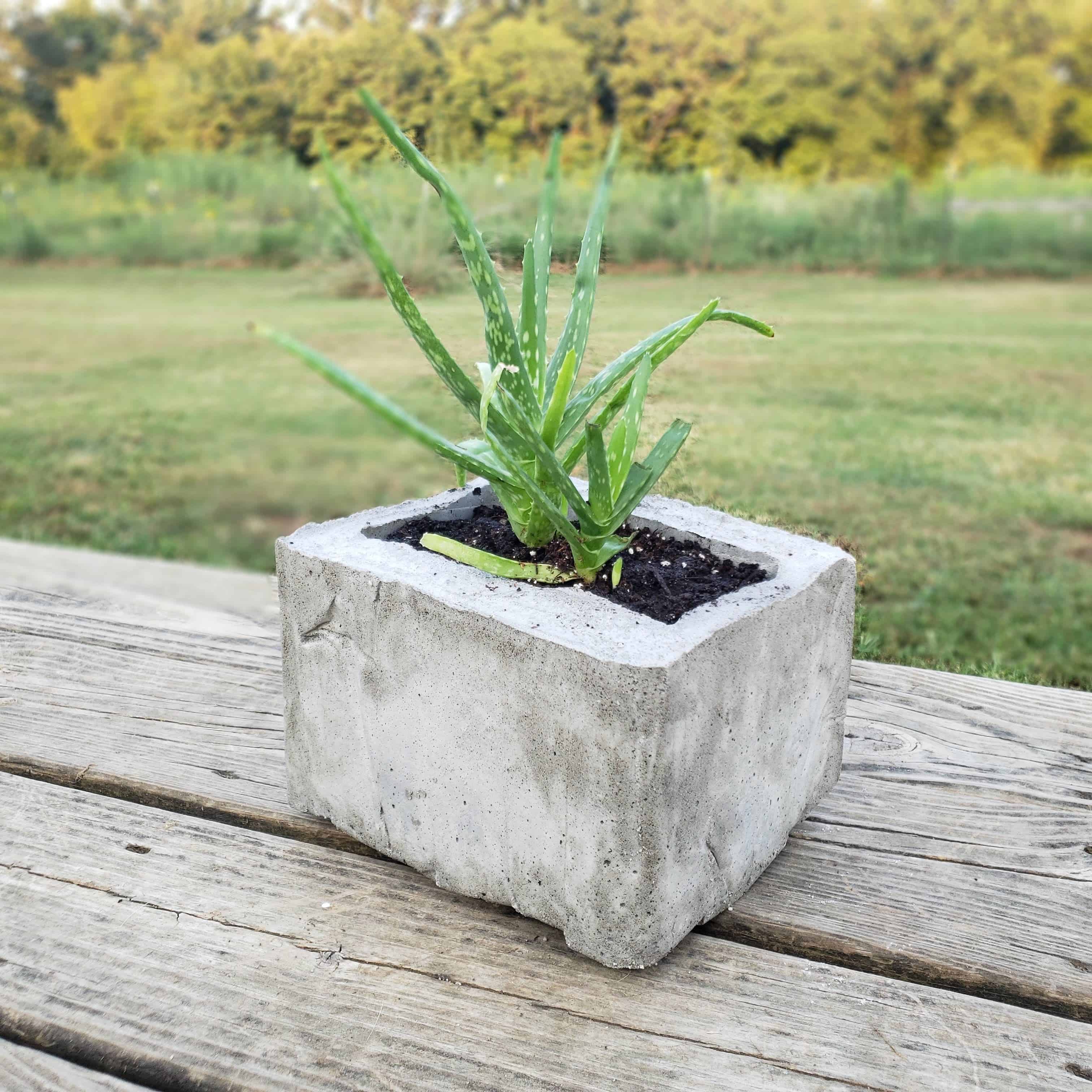 Cement Planter DIY: How to Make your Own